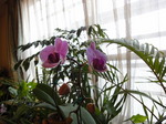 DSC00245.JPG
