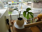 DSC00253.JPG
