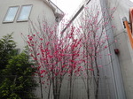 DSC00428.JPG
