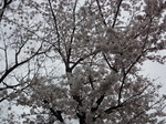 DSC00440.JPG
