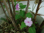 DSC00700.JPG