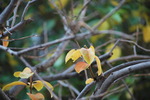 DSC_00013.jpg