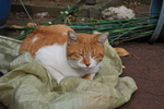DSC_0006.jpg