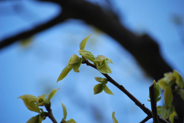 DSC_0008.jpg