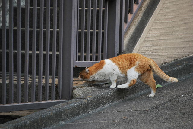 DSC_0044.jpg