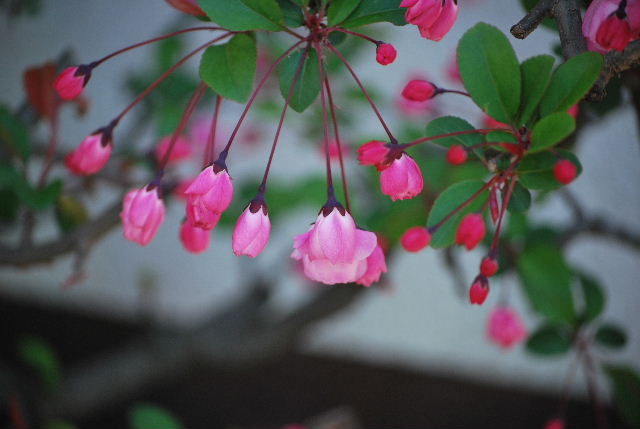 DSC_0047.jpg