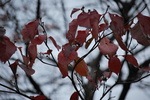 DSC_0058.jpg
