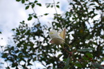 DSC_05608.jpg