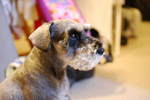DSC_0う009.jpg