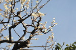 DSC_16f32.jpg