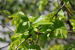 DSC_5386.jpg