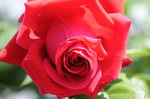 DSC_5619.jpg
