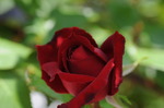 DSC_5622.jpg
