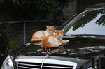 DSC_5730.jpg