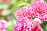 DSC_6466.jpg