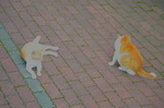 DSC_7465.jpg