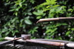DSC_7597.jpg