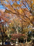 紅葉.jpg