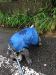 雨4.jpg