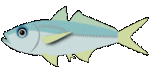 aji.gif