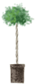 kanyo3.gif
