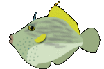 kawahagi.gif