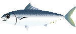 saba.gif