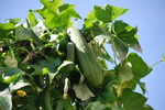 2010_10232010年10月0061.JPG