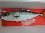 DSC01973.JPG