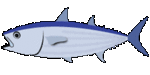 katsuo.gif